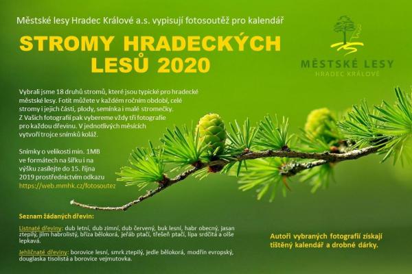 Stromy hradeckých lesů