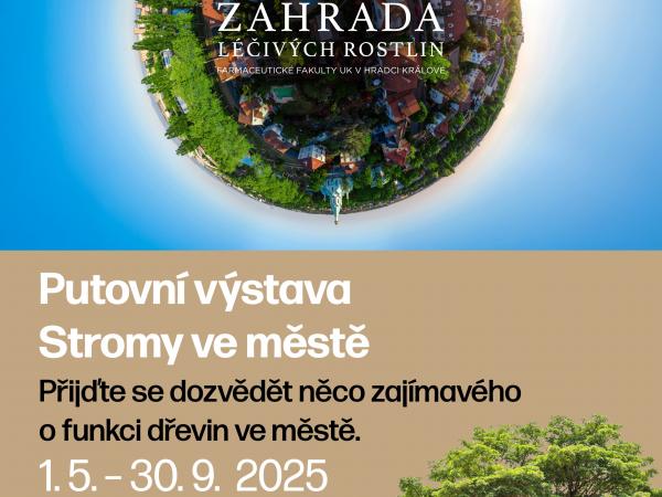 Stromy ve městě